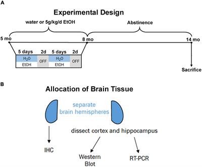 Chronic Ethanol Causes Persistent Increases in Alzheimer’s Tau Pathology in Female 3xTg-AD Mice: A Potential Role for Lysosomal Impairment